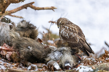 Common buzzard ( buteo buteo ) feeding food . Wildlife scenery, winter time. Birds of prey, Predator.