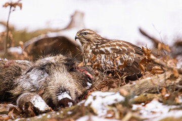 Common buzzard ( buteo buteo ) feeding food . Wildlife scenery, winter time. Birds of prey,...