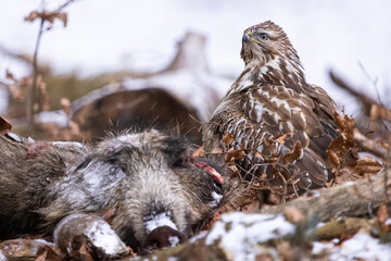 Common buzzard ( buteo buteo ) feeding food . Wildlife scenery, winter time. Birds of prey,...