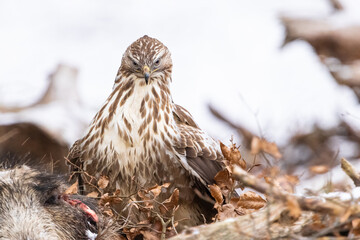 Common buzzard ( buteo buteo ) feeding food . Wildlife scenery, winter time. Birds of prey,...