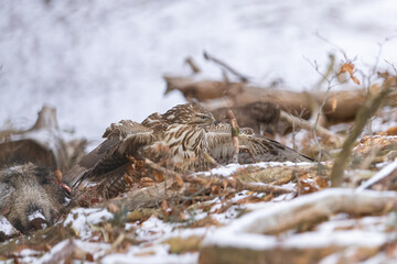 Common buzzard ( buteo buteo ) feeding food . Wildlife scenery, winter time. Birds of prey, Predator.