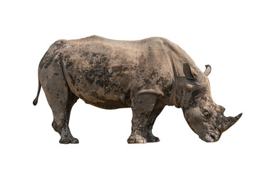 Big rhino with dried-mud cover the whole body, rhino in act of eating food on ground, side view with full body. Isolated rhino on white background.