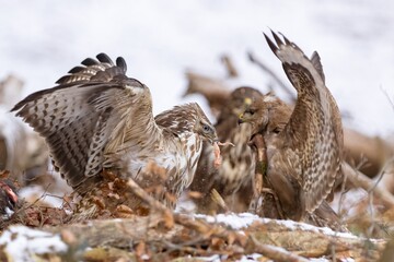 Common buzzard ( buteo buteo ) duel of predators for prey. Wildlife scenery. Birds of prey.