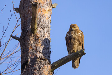 Common buzzard ( buteo buteo ) sitting on a branch in the winter forest. Wildlife scenery. Birds of...