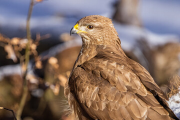 Common buzzard ( buteo buteo ) sitting on a branch in the winter forest. Wildlife scenery. Birds of...
