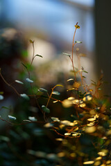 Macro shot of fresh green sprouts maidenhair vine plant Muehlenbeckia complexa in sunlight at home garden, blurred background. Creeping wire vine. Delicate indoor ornamental houseplant . 