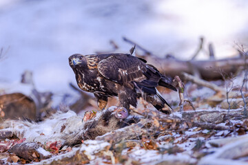 Golden Eagle (Aquila chrysaetos) eats its prey