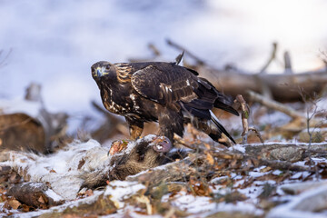 Golden Eagle (Aquila chrysaetos) eats its prey