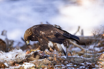 Golden Eagle (Aquila chrysaetos) eats its prey