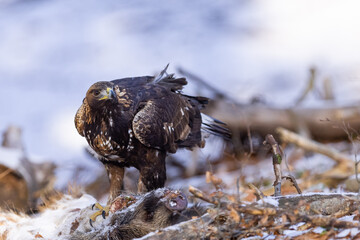 Golden Eagle (Aquila chrysaetos) eats its prey