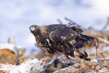 Golden Eagle (Aquila chrysaetos) eats its prey
