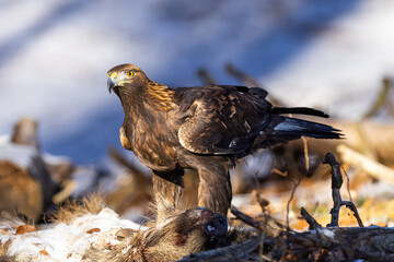 Golden Eagle (Aquila chrysaetos) eats its prey