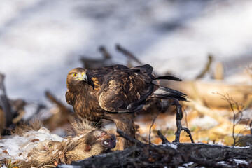 Golden Eagle (Aquila chrysaetos) eats its prey