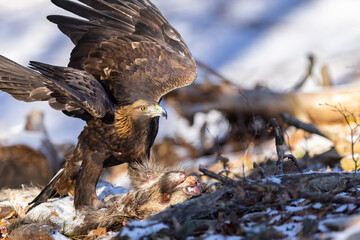 Golden Eagle (Aquila chrysaetos) eats its prey