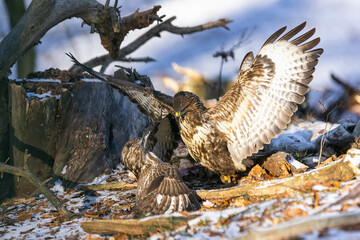 Common buzzard ( buteo buteo ) duel of predators for prey. Wildlife scenery. Birds of prey.