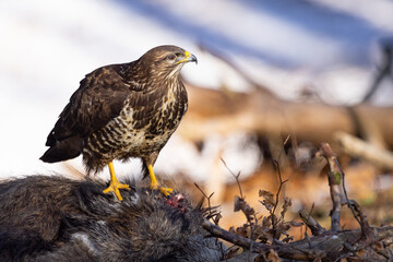 Common buzzard ( buteo buteo ) feeding food . Wildlife scenery, winter time. Birds of prey, Predator.