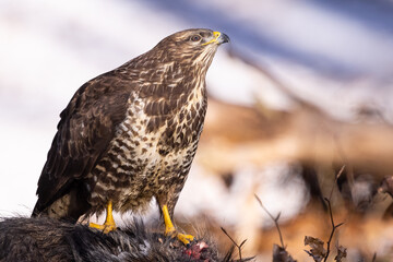 Common buzzard ( buteo buteo ) feeding food . Wildlife scenery, winter time. Birds of prey,...