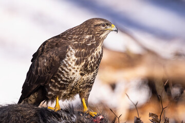 Common buzzard ( buteo buteo ) feeding food . Wildlife scenery, winter time. Birds of prey,...