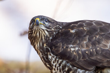 Common buzzard ( buteo buteo ) sitting on a branch in the winter forest. Wildlife scenery. Birds of prey, Predator.