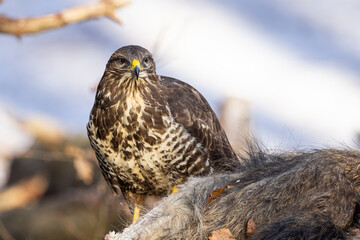 Common buzzard ( buteo buteo ) feeding food . Wildlife scenery, winter time. Birds of prey, Predator.