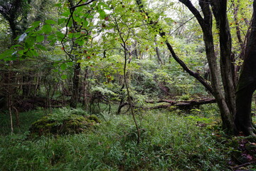 dense autumn forest with fallen tree