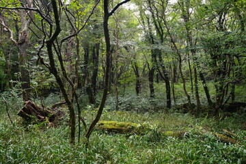 dense autumn forest with fallen tree