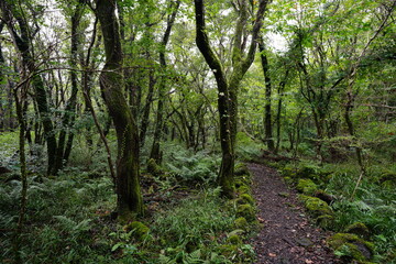 Fototapeta na wymiar a refreshing autumn forest with a path