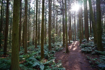 a fascinating cedar forest in the sunlight