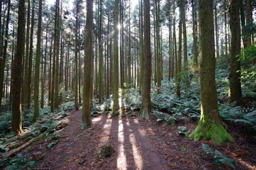 a fascinating cedar forest in the sunlight