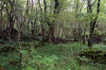 a dense autumn forest with old trees