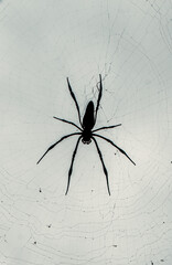 Silhouette of Orb Weaver Spider in Web