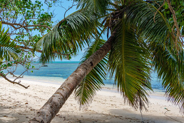 Long Palm Trees on Beach