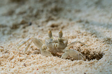 Small Sand Crab On Beach