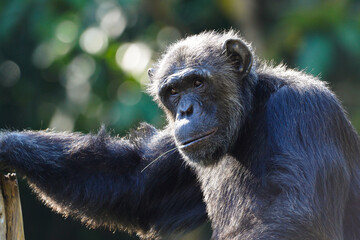 Chimpanzee sitting in forest and green natural with blurred background , animal and wide life concept