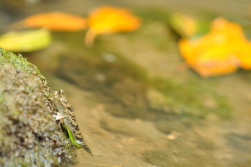 ミナミトビハゼ（トントンミー）