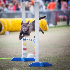 The dog agility competition at the Sydney Easter Show is a must-see event.