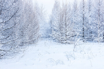 Winter snowy forest Background. Snowy tree winter forest scenery. Frosty day, calm wintry scene....