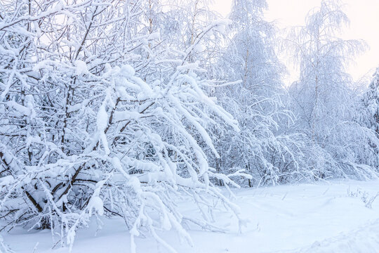 Winter snowy forest Background. Snowy tree winter forest scenery. Frosty day, calm wintry scene. Great picture of wild area