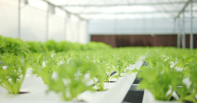 Hydroponic of lettuce farm growing in greenhouse for export to the market. Interior of the farm hydroponics. Vegetables farm in hydroponics. plants in water without soil.