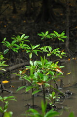 ヤエヤマヒルギ