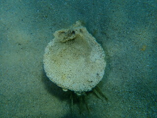 Seashell of bivalve mollusc Thorny oyster (Spondylus gaederopus) on sea bottom, Aegean Sea, Greece, Halkidiki © Alexey