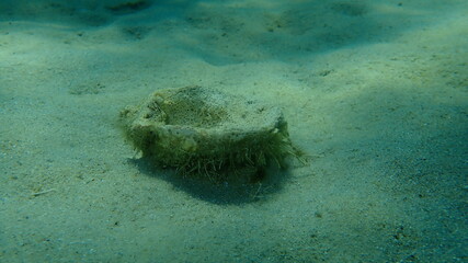 Seashell of bivalve mollusc Thorny oyster (Spondylus gaederopus) on sea bottom, Aegean Sea, Greece, Halkidiki © Alexey