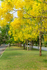 Naklejka premium autumn trees in the park