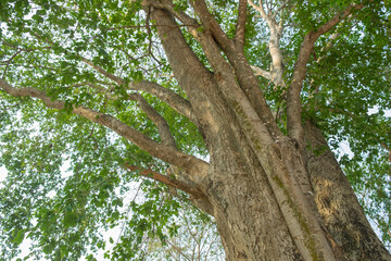 branches of larg tree
