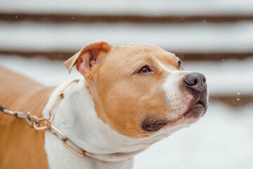 Portrait of a American Staffordshire Terrier in winter. Dog looks at the falling snow and snowflakes.