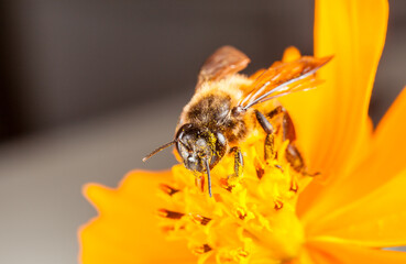bee on yellow flower
