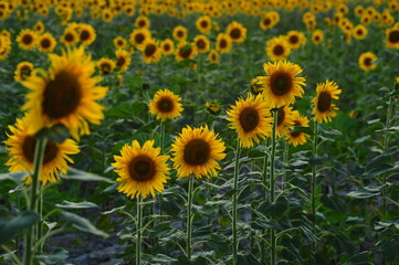 Obraz premium sunflower field
