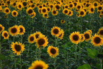 sunflower field