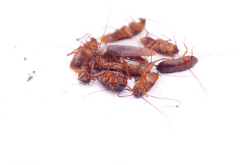 cockroachs deated on white background