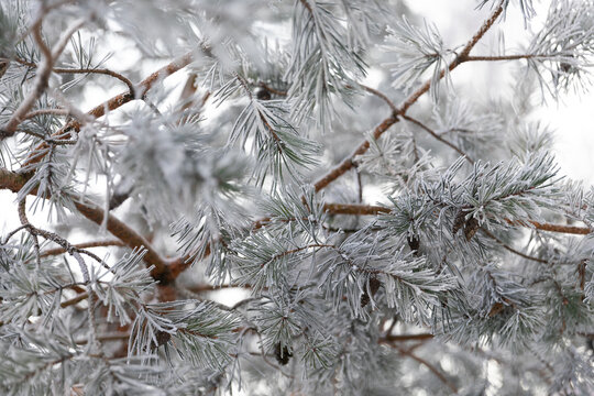 Pine branch covered with hoarfrost close-up, photo with depth of field